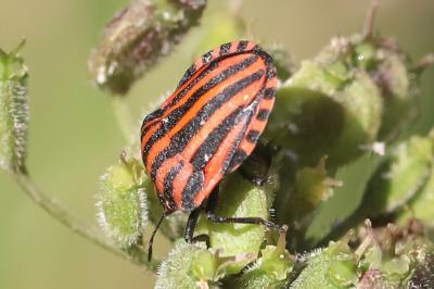 <i>Graphosoma italicum</i>