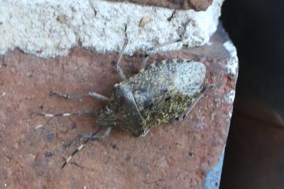 <i>Rhaphigaster nebulosa</i>