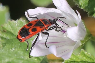 <i>Pyrrhocoris apterus</i>