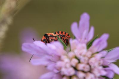 <i>Graphosoma italicum</i>