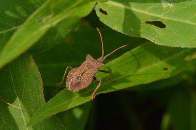 <i>Coreus marginatus</i>