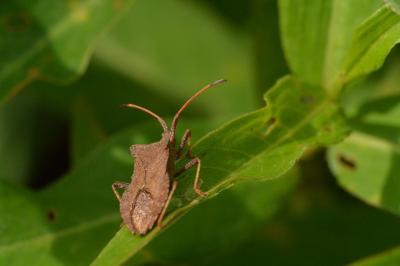 <i>Coreus marginatus</i>