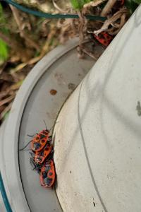 <i>Pyrrhocoris apterus</i>