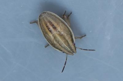 <i>Aelia acuminata</i>