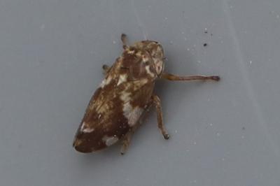 <i>Philaenus spumarius</i>