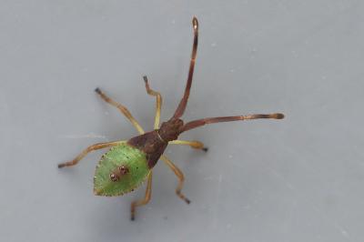 Gonocerus acuteangulatus