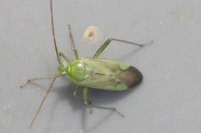 <i>Adelphocoris lineolatus</i>