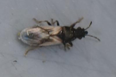 <i>Metopoplax ditomoides</i>