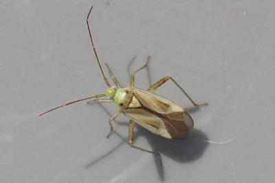 <i>Adelphocoris lineolatus</i>