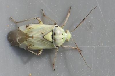 Lygus gemellatus
