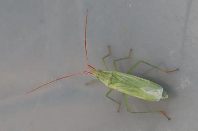 <i>Trigonotylus</i>