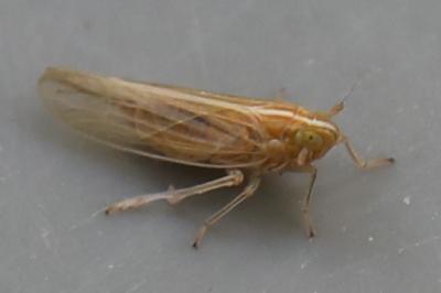 <i>Stenocranus</i>