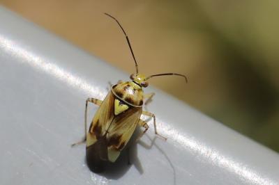 <i>Lygus pratensis</i>