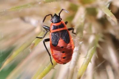 Pyrrhocoris apterus
