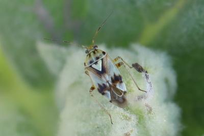 <i>Lygus pratensis</i>