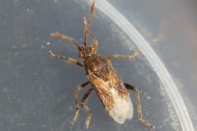 <i>Stictopleurus</i>