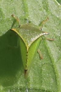 <i>Stictocephala alta</i>