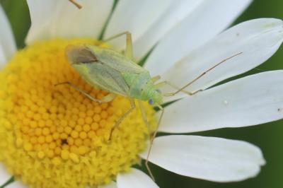 <i>Closterotomus norwegicus</i>