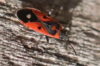 <i>Melanocoryphus albomaculatus</i>