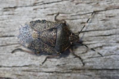 <i>Rhaphigaster nebulosa</i>