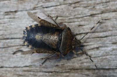 <i>Rhaphigaster nebulosa</i>
