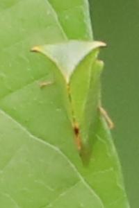 <i>Stictocephala alta</i>