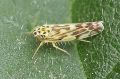 <i>Eupteryx</i>