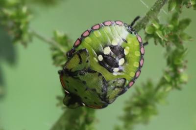<i>Nezara viridula</i>