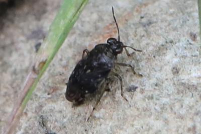 <i>Saldula</i>
