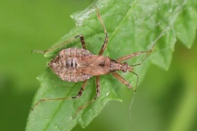 <i>Himacerus apterus</i>