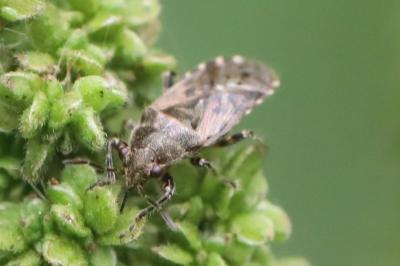 <i>Heterogaster urticae</i>