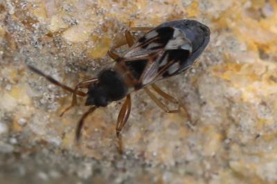 <i>Scolopostethus</i>