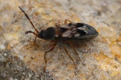 <i>Scolopostethus</i>