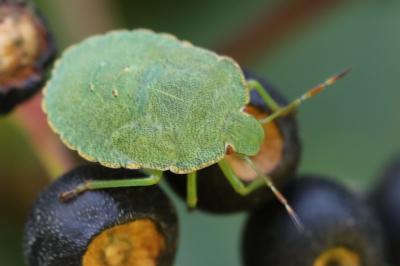 <i>Palomena prasina</i>