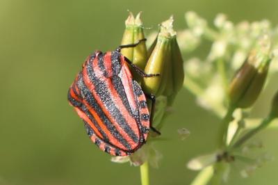 <i>Graphosoma italicum</i>
