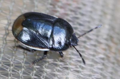 <i>Legnotus limbosus</i>