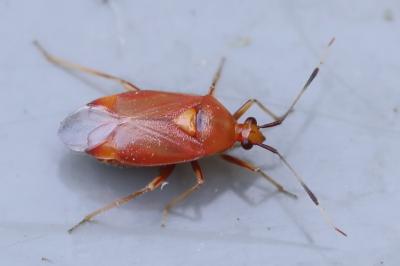 <i>Deraeocoris ruber</i>