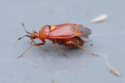 <i>Deraeocoris ruber</i>