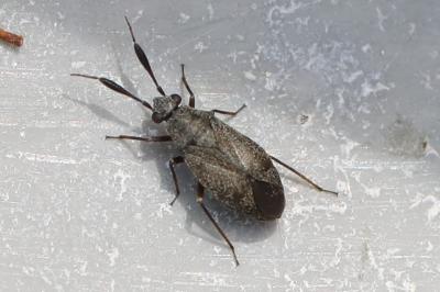 <i>Heterocordylus</i>