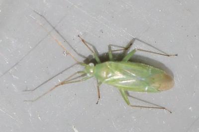 <i>Blepharidopterus diaphanus</i>