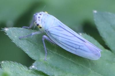 <i>Cicadella viridis</i>