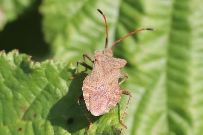 <i>Coreus marginatus</i>