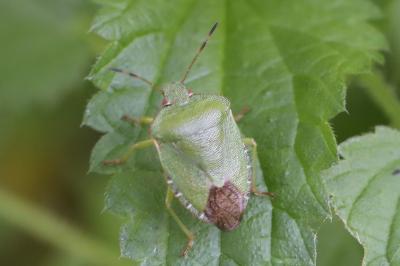<i>Palomena prasina</i>