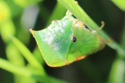 <i>Stictocephala alta</i>