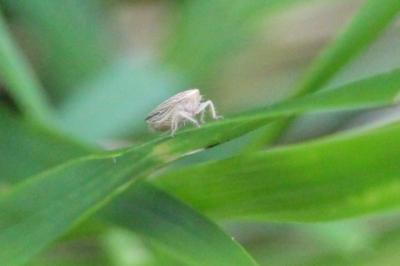 <i>Mocydia crocea</i>