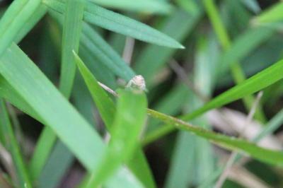 <i>Mocydia crocea</i>