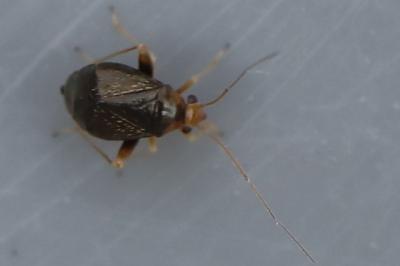 <i>Halticus luteicollis</i>