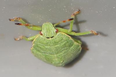 <i>Palomena prasina</i>