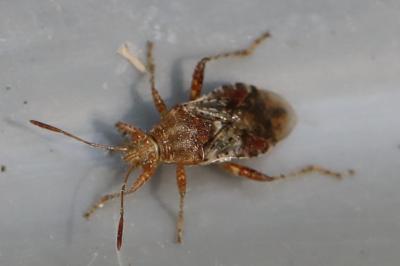 <i>Rhopalus subrufus</i>