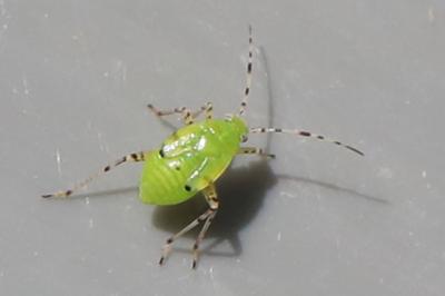 <i>Liocoris tripustulatus</i>